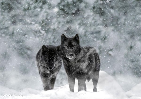 альфа вожак стаи волков