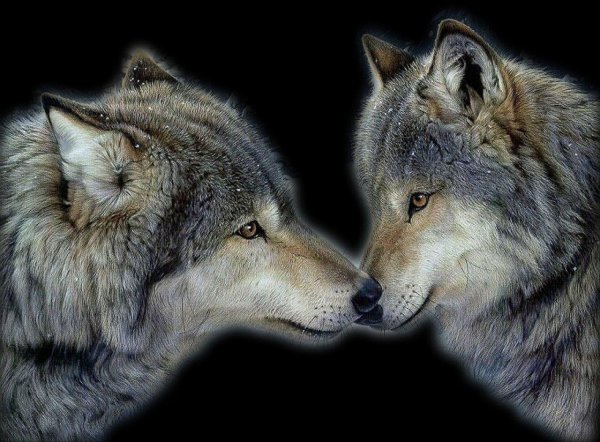 влюбленные волки