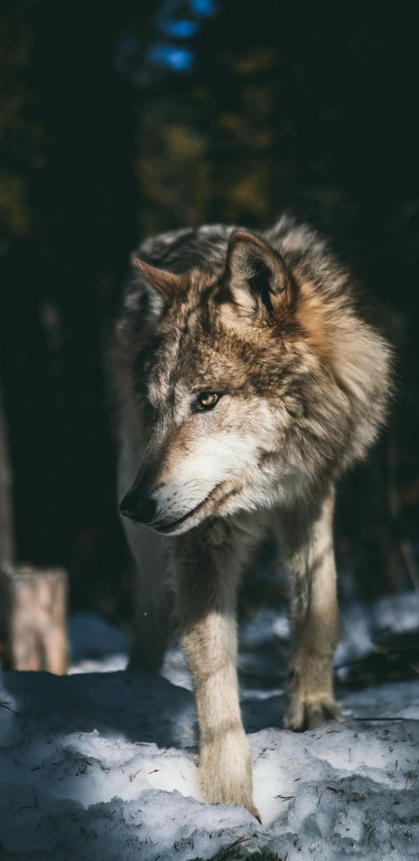 серые волки