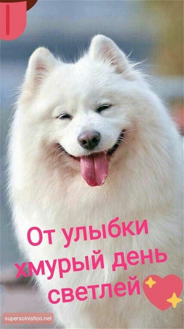 самоедская лайка