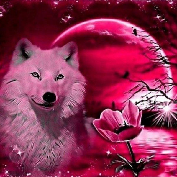 розовая волчица