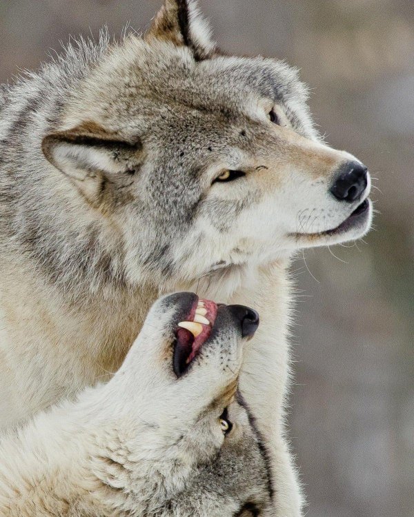 влюбленные волки