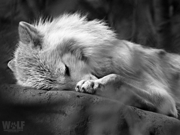 грустные волки