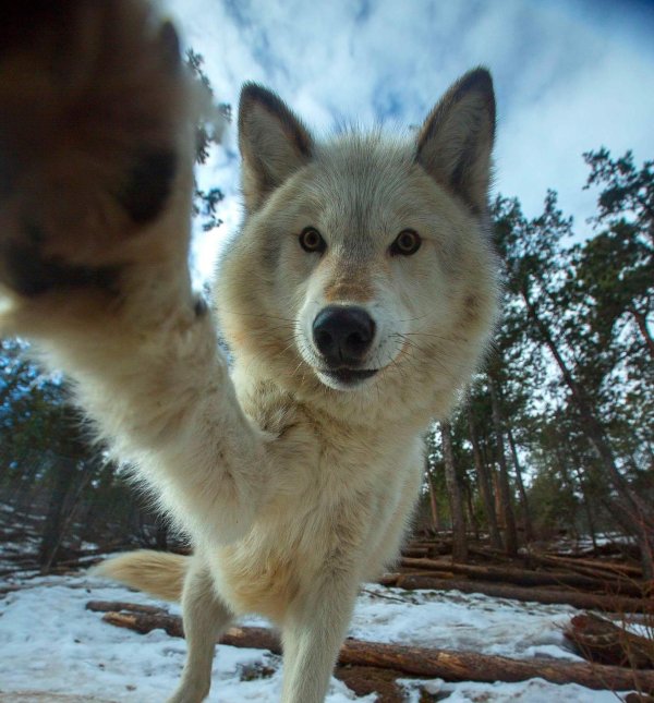 волки красивые