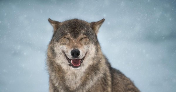 улыбающийся волк