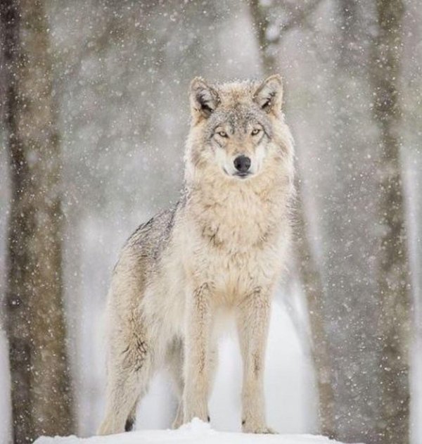 снежные волки