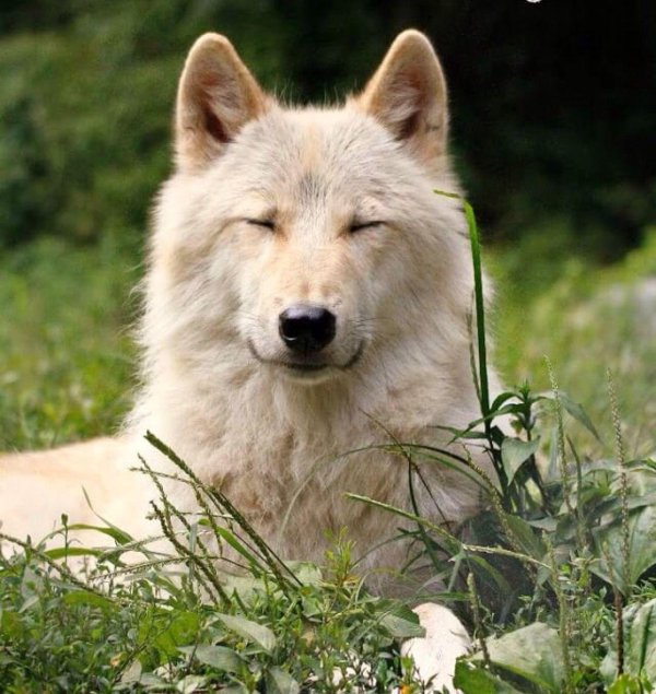 белые волки