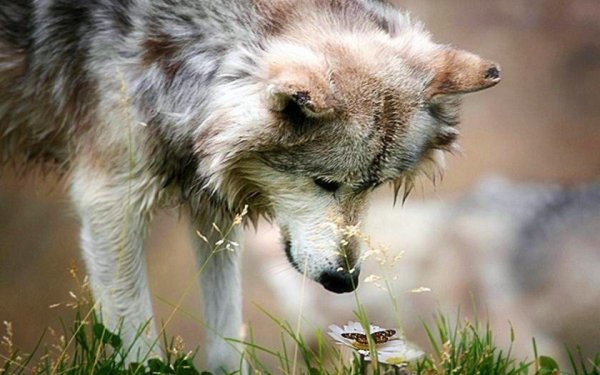 серые волки