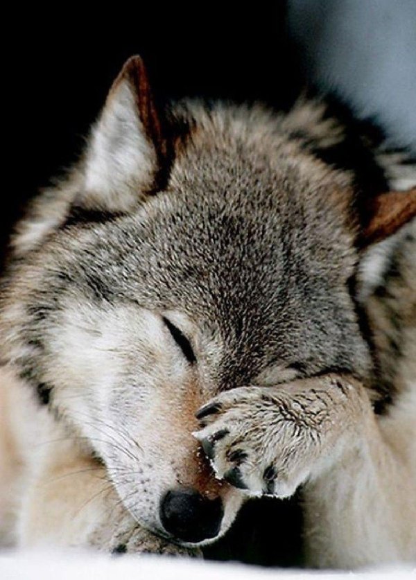 волк спит