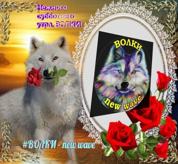 красивые волки