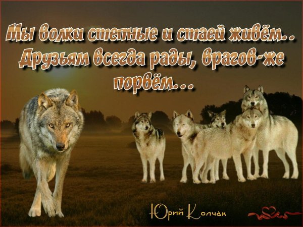 стая волков