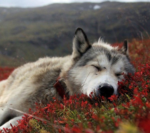 волки эстетика