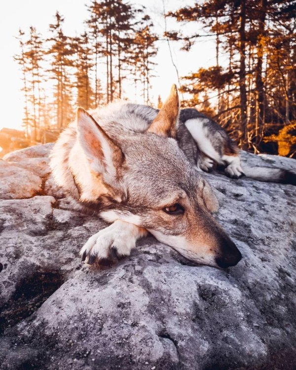 чехословацкий влчак