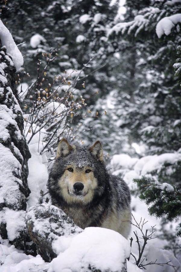 красивые волки