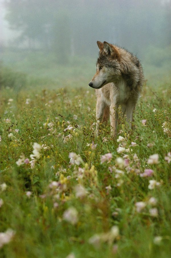 красивые волки