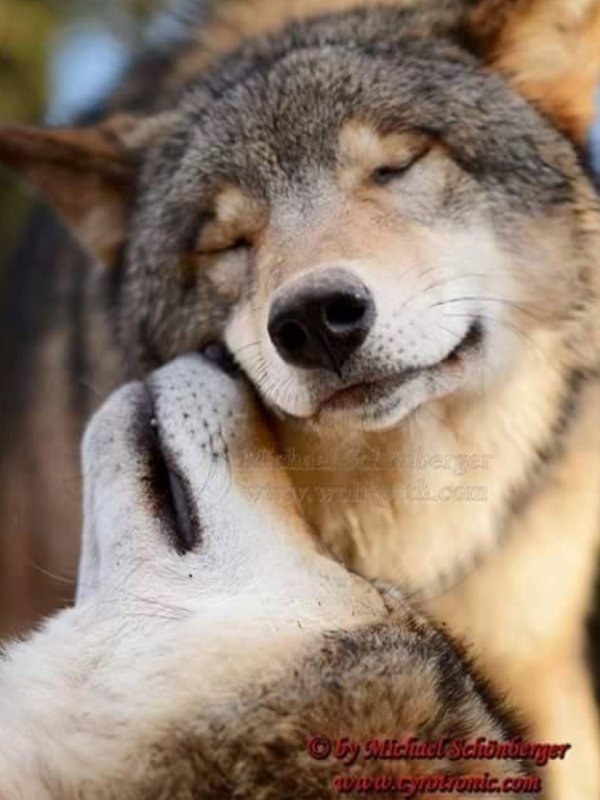 верность волков волчице