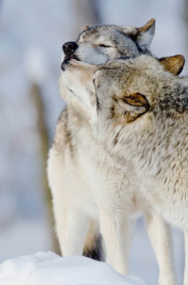 влюбленные волки