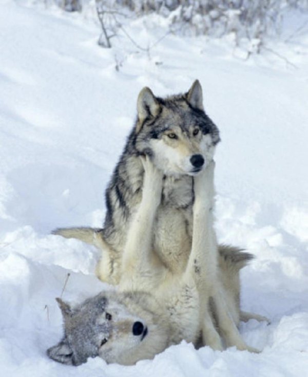 иерархия у волков альфа и омега