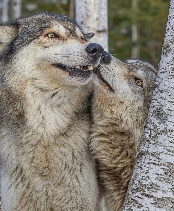 влюбленные волки