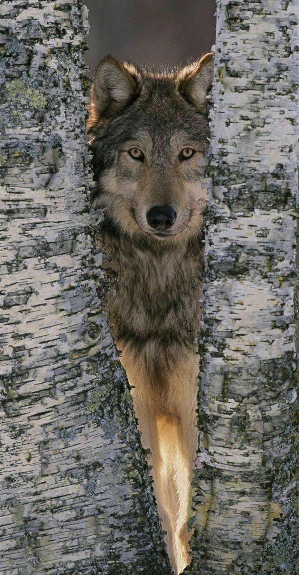 Доброе утро волк