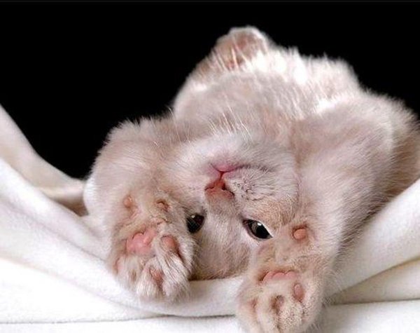 Доброе утро кисуля