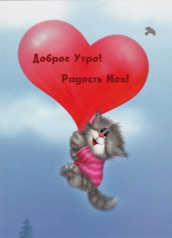 любимому котику