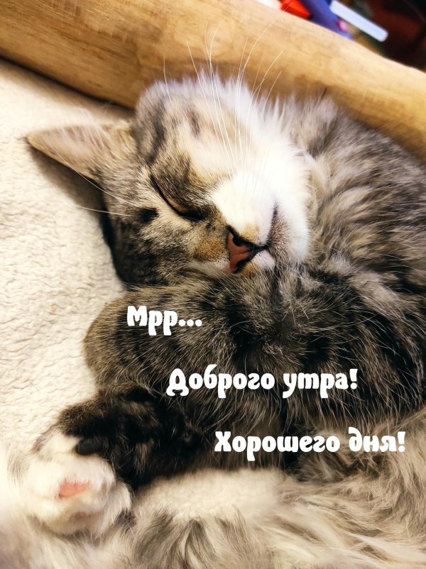 добрейшего утра хорошего дня