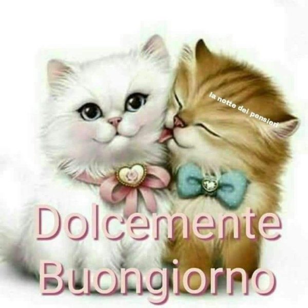 любимая кошечка