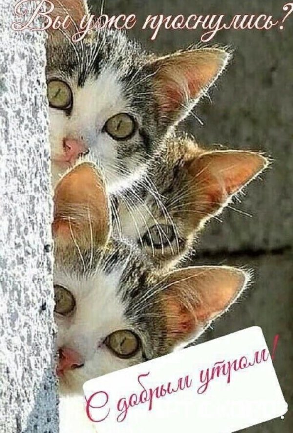 любопытная кошка