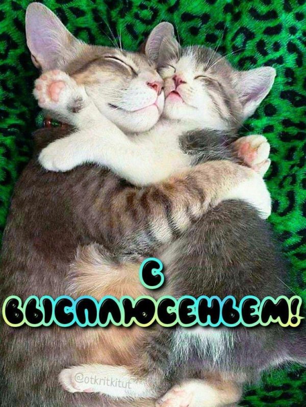 кошки обнимашки