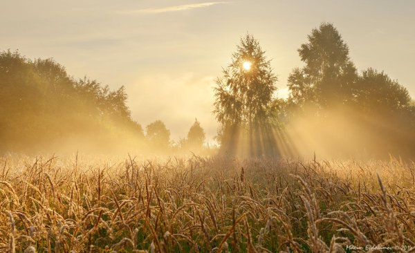 рассвет в поле