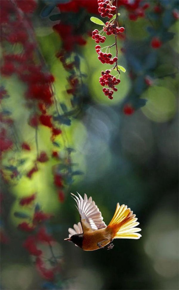 осень птицы