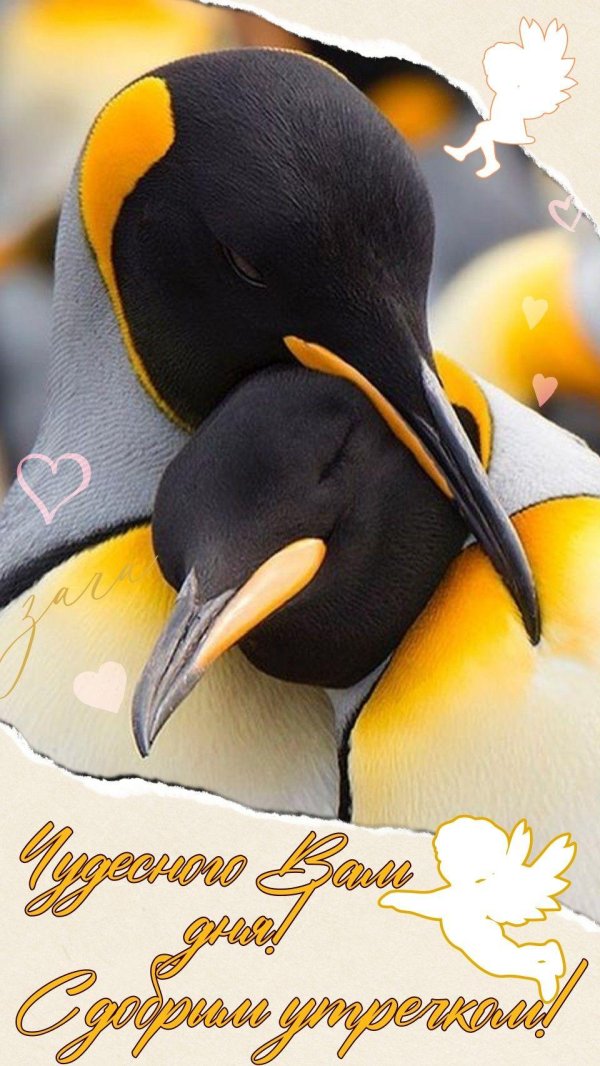 королевские пингвины