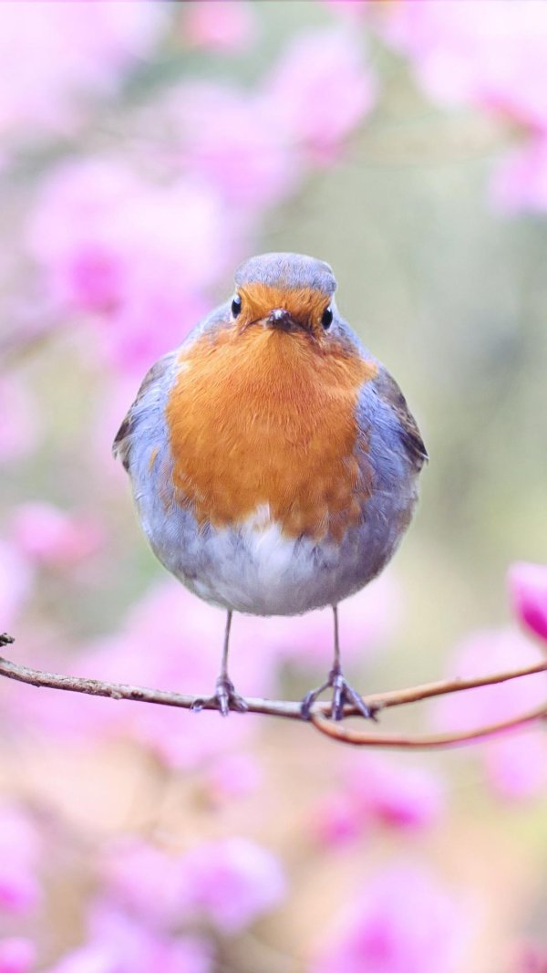 зарянка малиновка