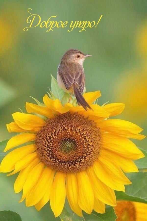 колибри на подсолнухе