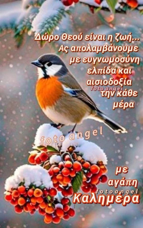 снегири на рябине