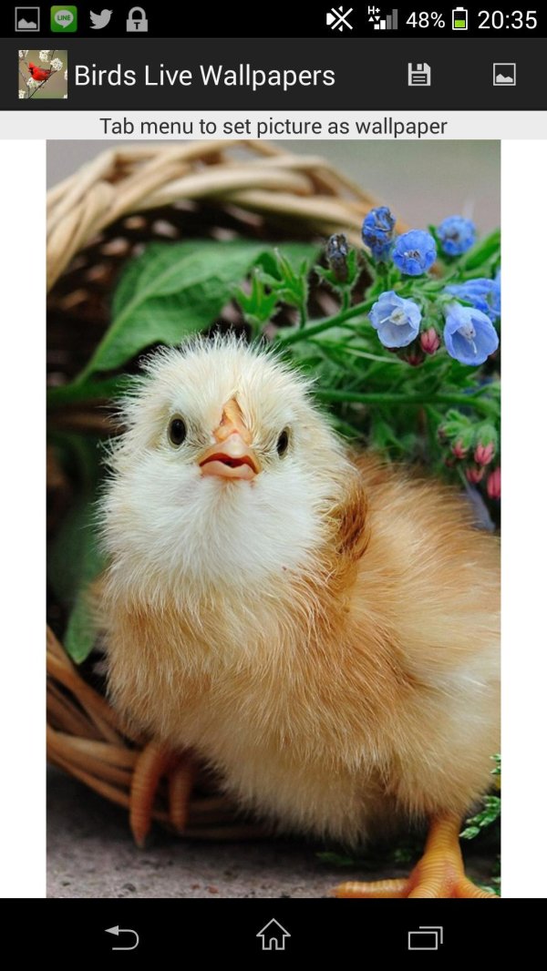 маленькие цыплята