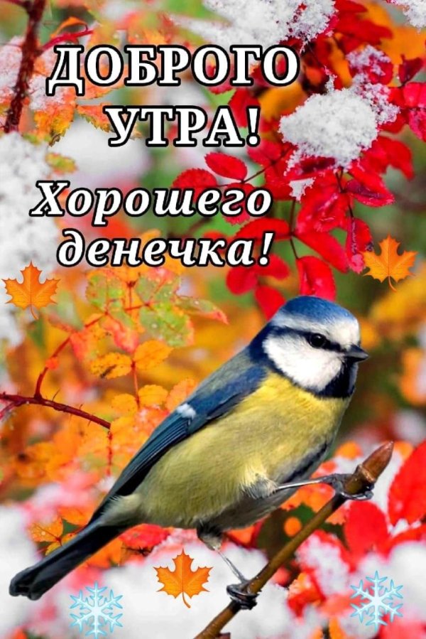 синичка лазоревка осенью