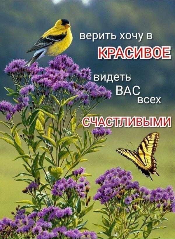 природа птицы