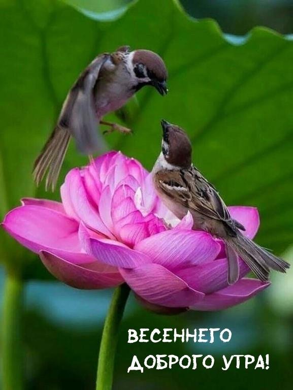 птицы экзотические