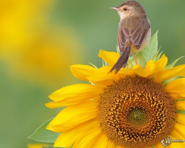 птицы летом