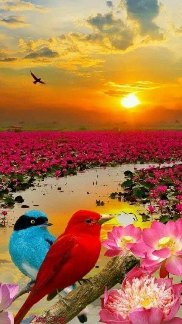 рассвет красивый