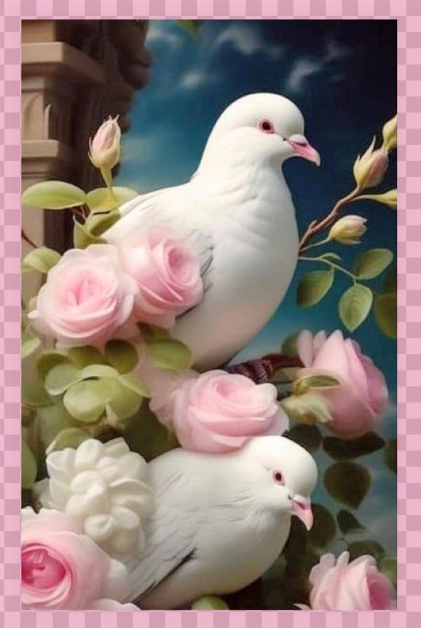 голуби мира