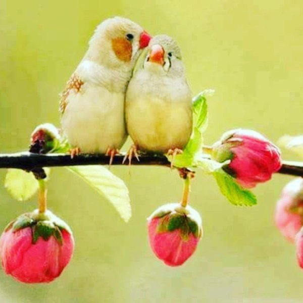 неразлучники попугаи