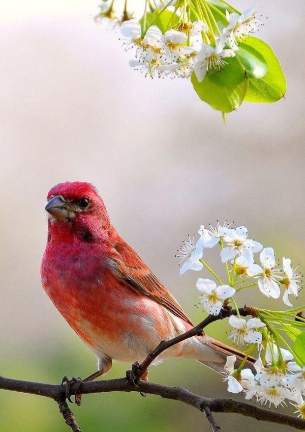 разноцветная птица