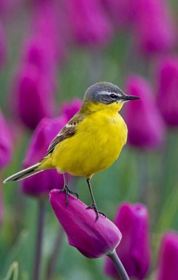 желтая трясогузка