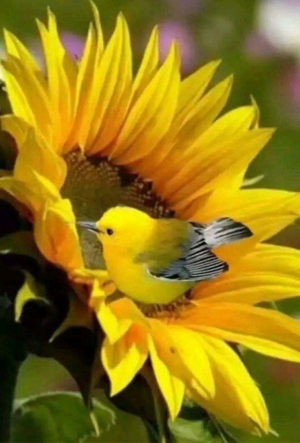 цветок подсолнух