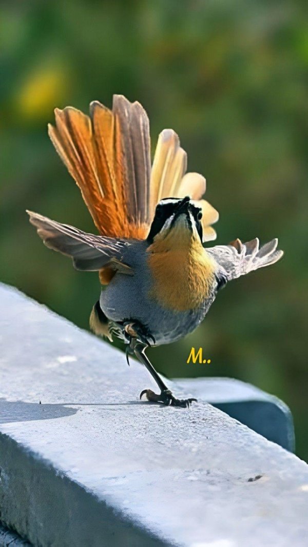 радостная птица