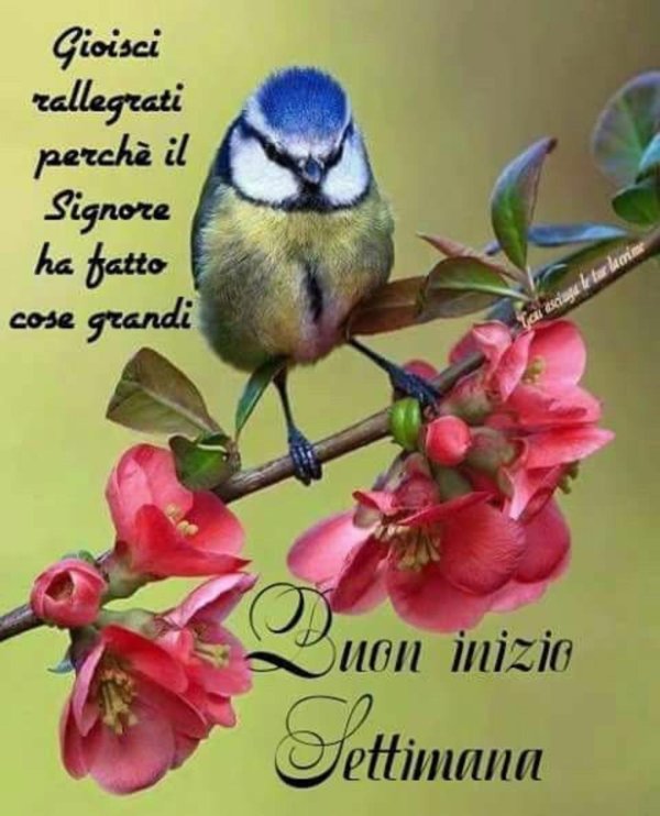 зунзинито птичка