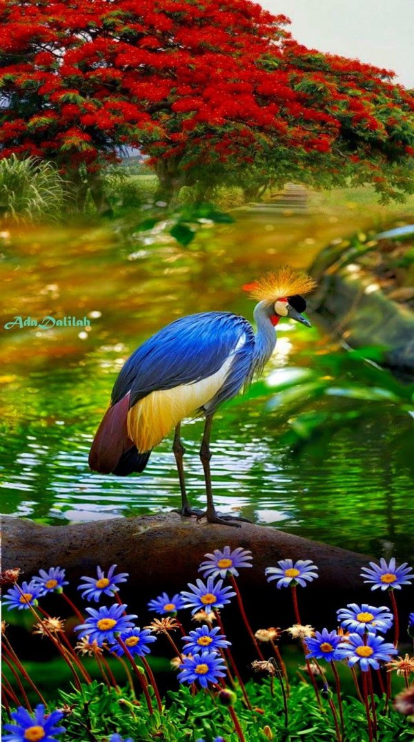 журавль венценосный